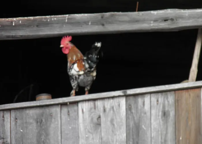 Eco Tourist Farm Mikl